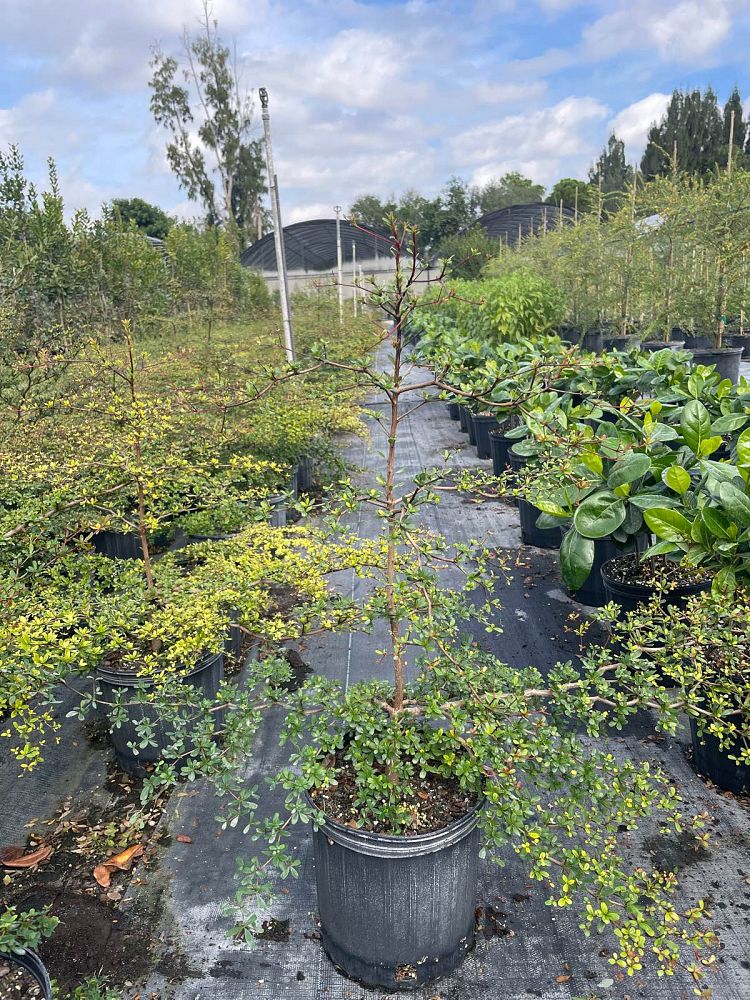 bucida-molinetii-spiny-black-olive