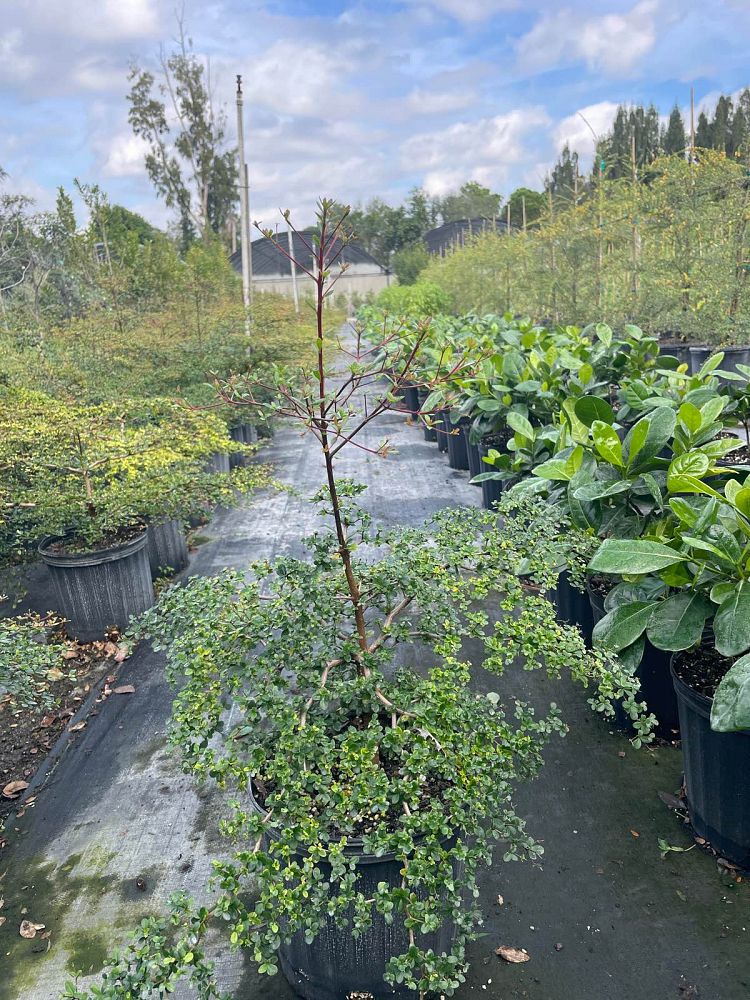 bucida-molinetii-spiny-black-olive