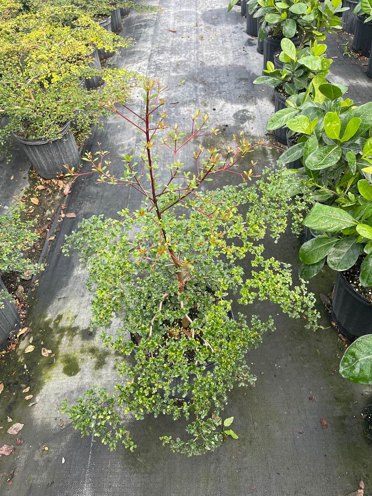 bucida-molinetii-spiny-black-olive