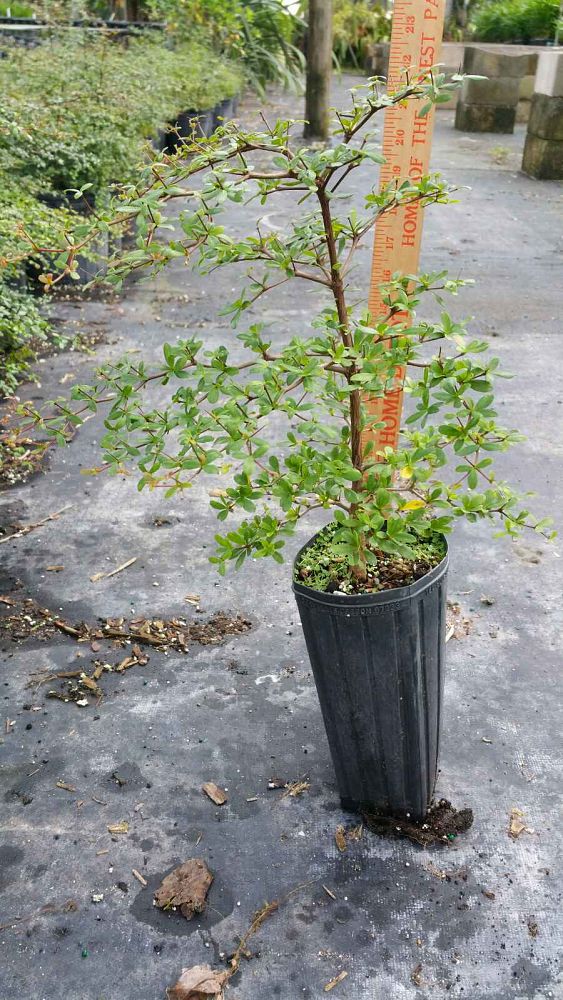bucida-molinetti-bucida-spinosa-spiny-black-olive