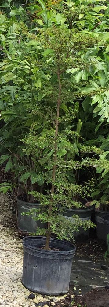 bucida-molinetti-bucida-spinosa-spiny-black-olive