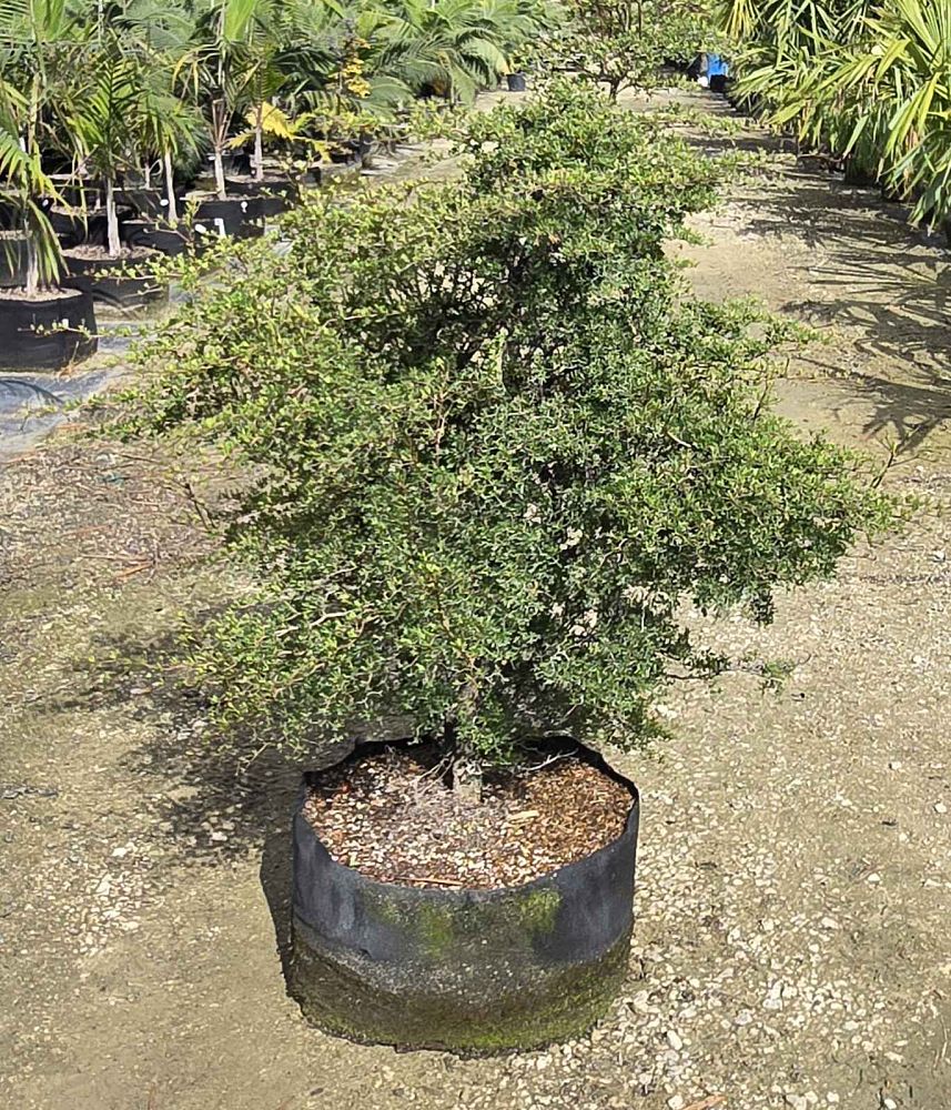 bucida-molinetti-bucida-spinosa-spiny-black-olive