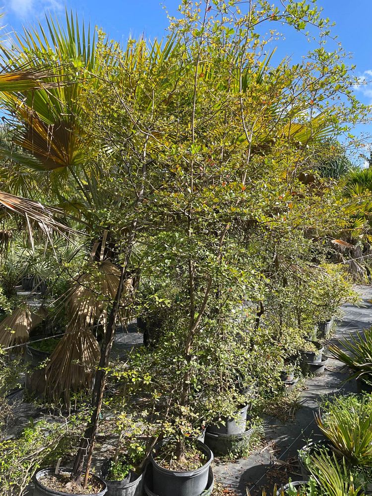 bucida-molinetti-bucida-spinosa-spiny-black-olive