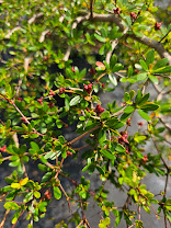 bucida-molinetti-bucida-spinosa-spiny-black-olive