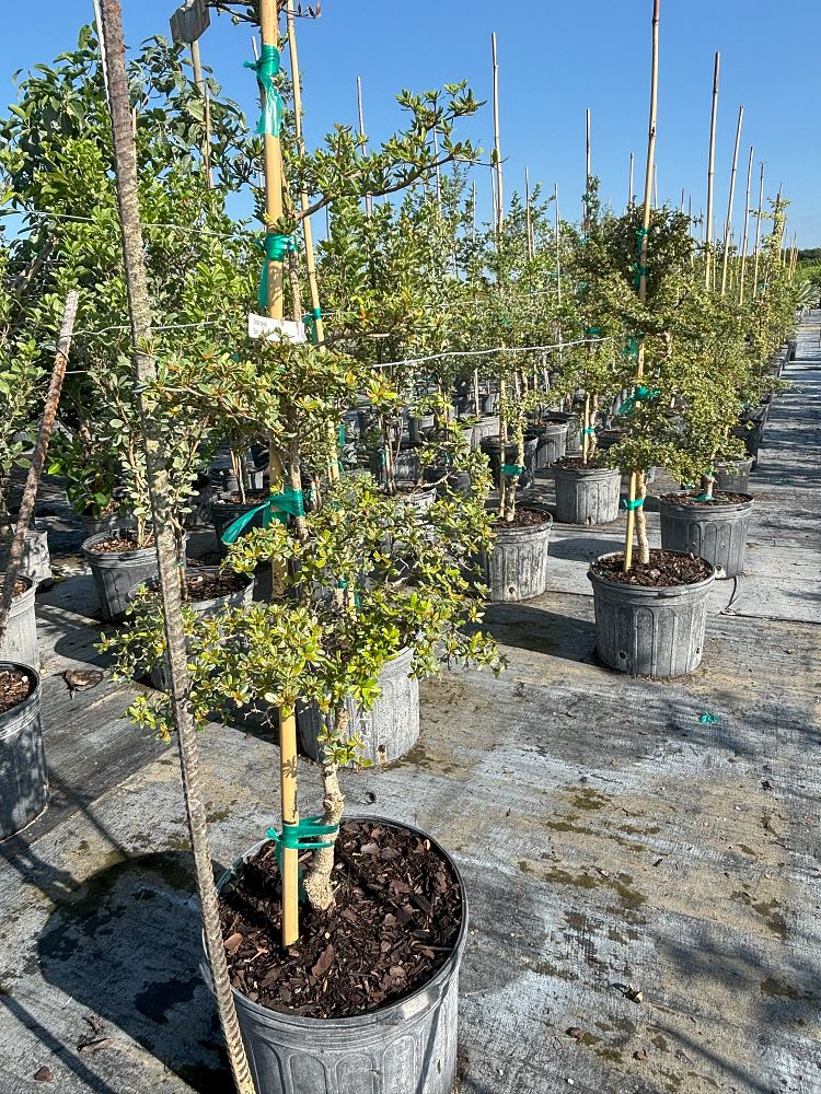 bucida-molinetti-bucida-spinosa-spiny-black-olive