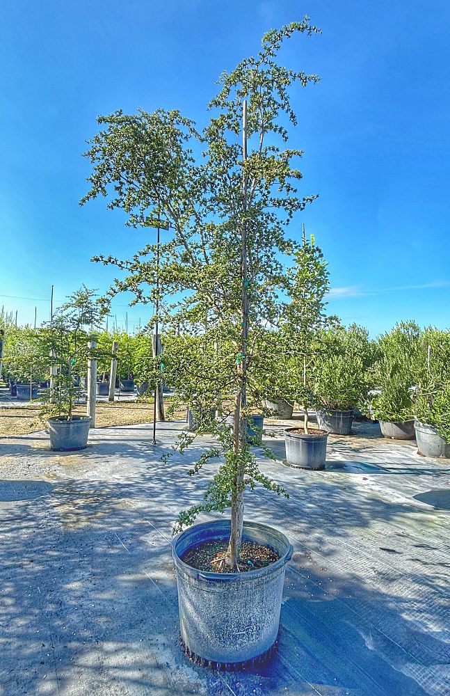 bucida-molinetti-bucida-spinosa-spiny-black-olive