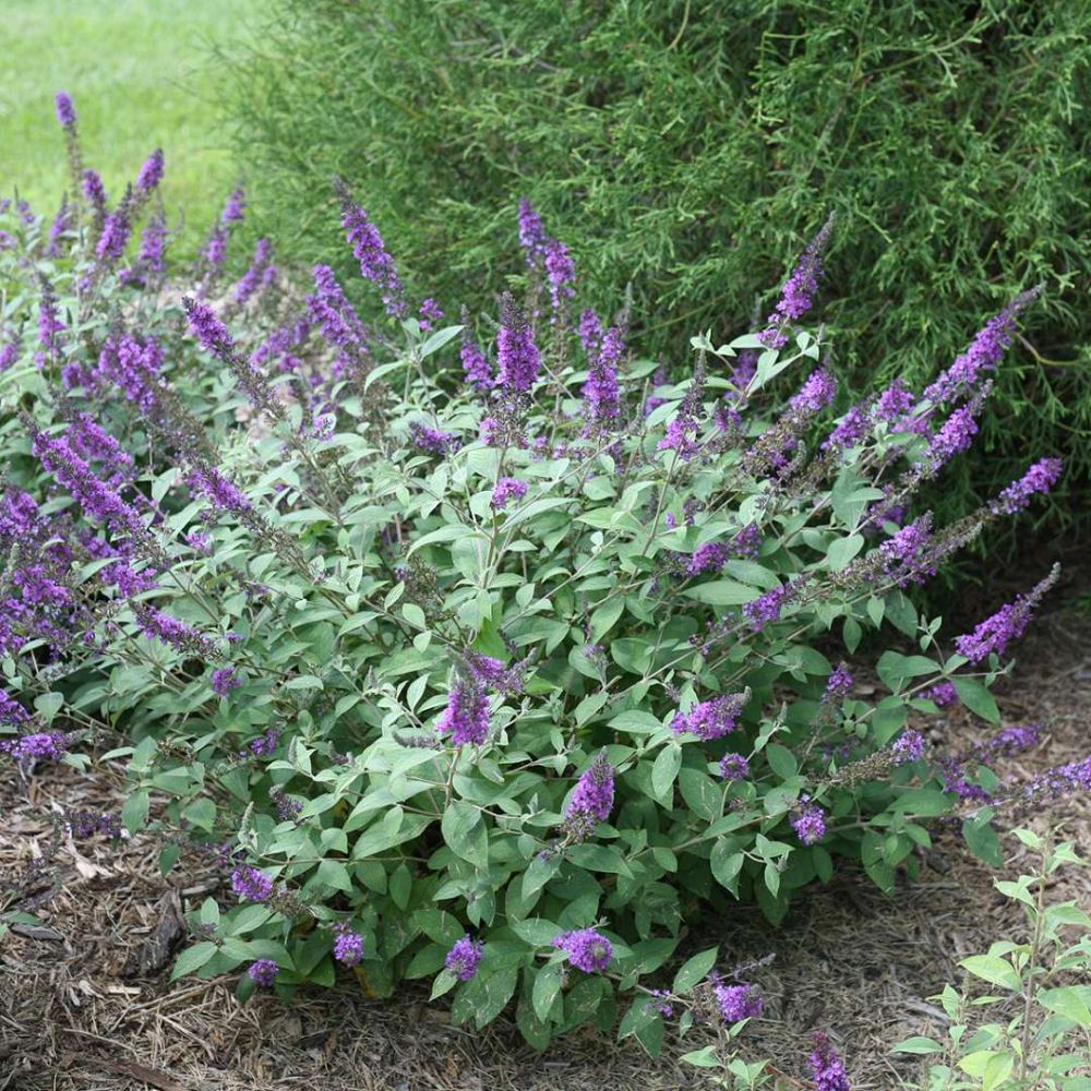 buddleia-blue-chip-jr-lo-behold-reg-blue-chip-jr-butterfly-bush