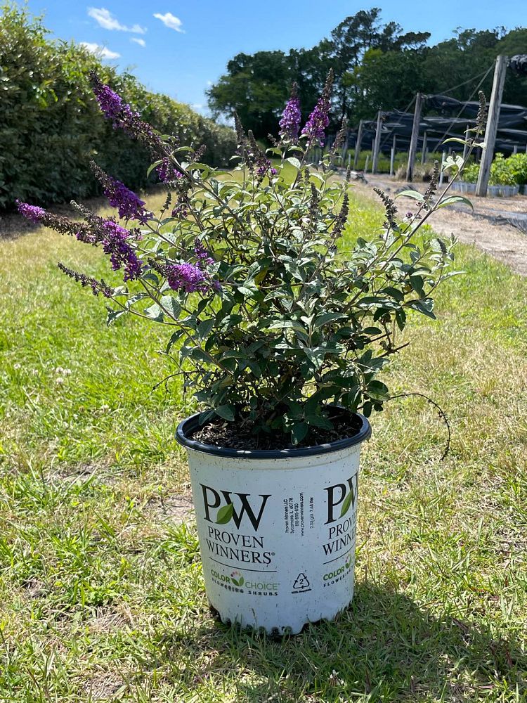 buddleia-blue-chip-jr-lo-behold-reg-blue-chip-jr-butterfly-bush