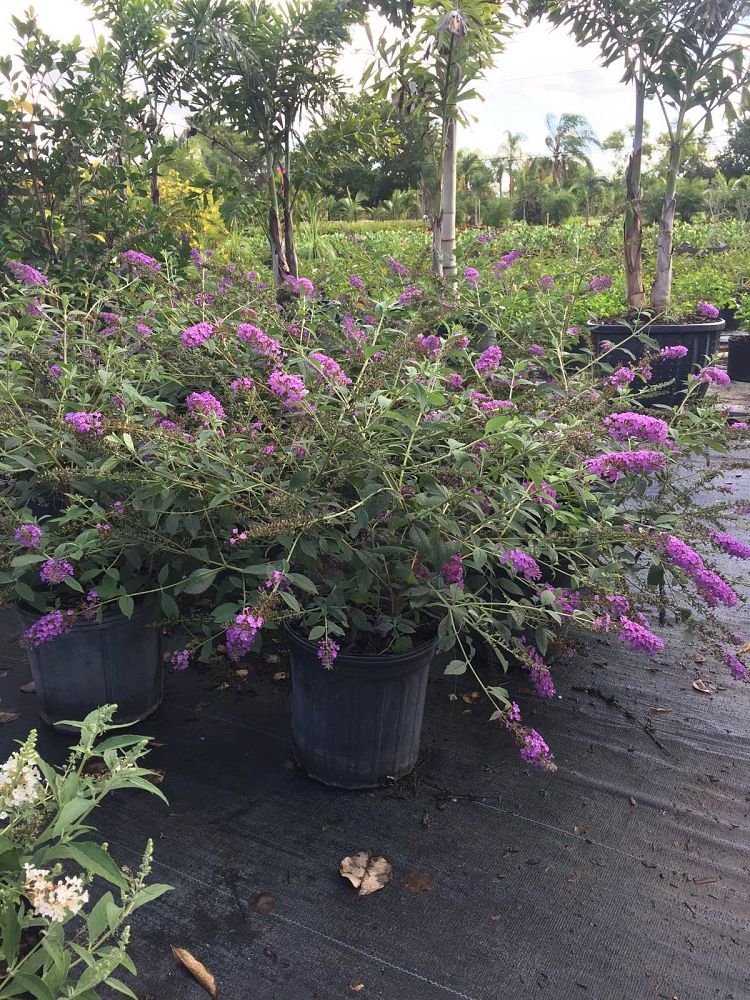 buddleia-butterfly-bush