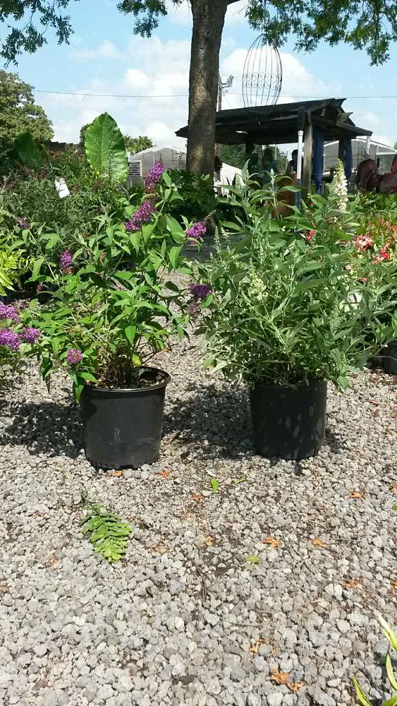 buddleia-butterfly-bush