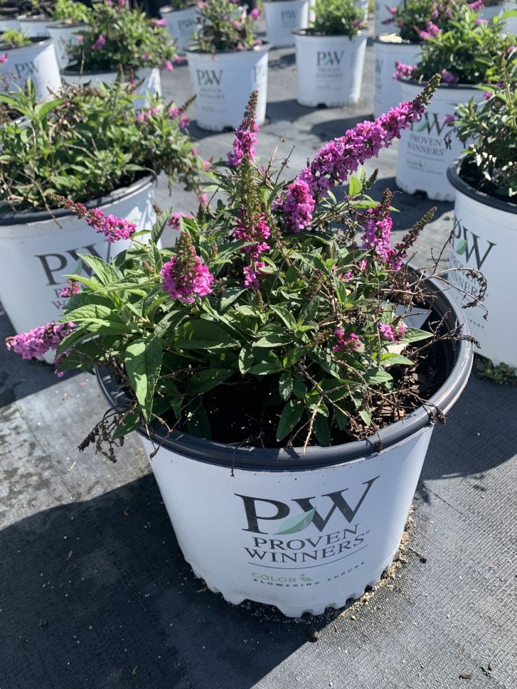 buddleia-butterfly-bush