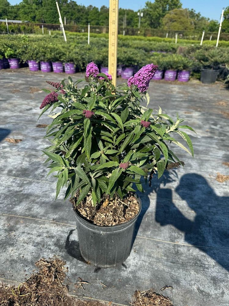 buddleia-butterfly-bush