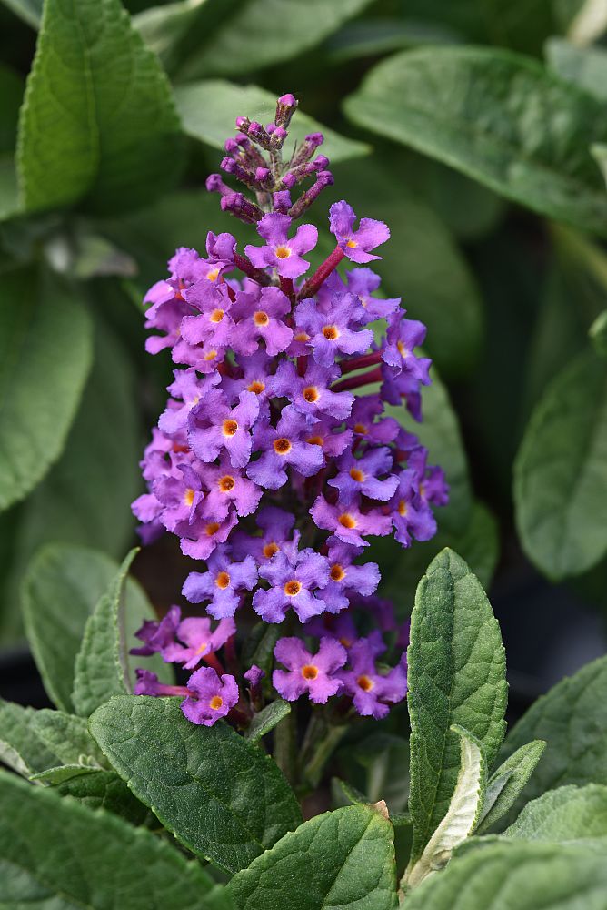 buddleia-butterfly-bush