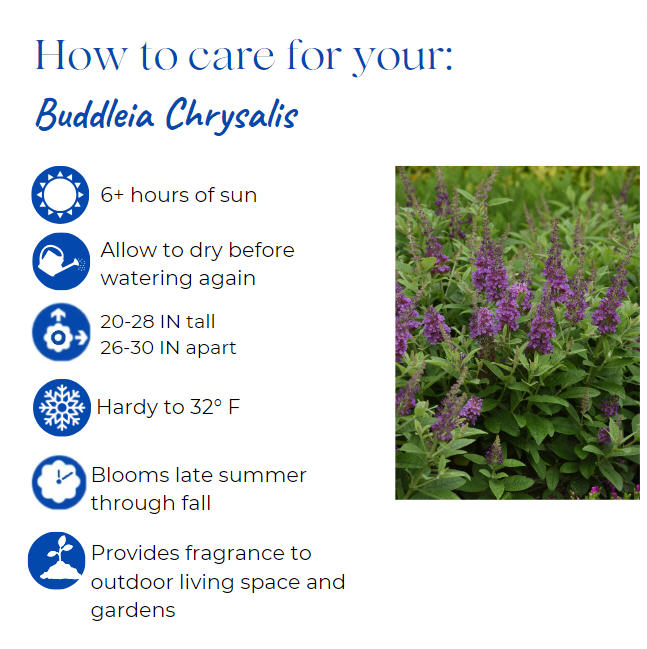 buddleia-butterfly-bush