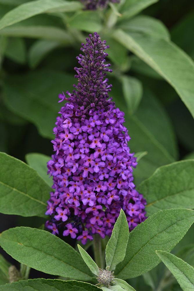 buddleia-butterfly-bush