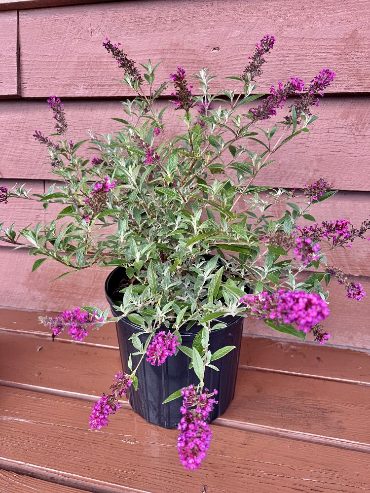buddleia-butterfly-bush