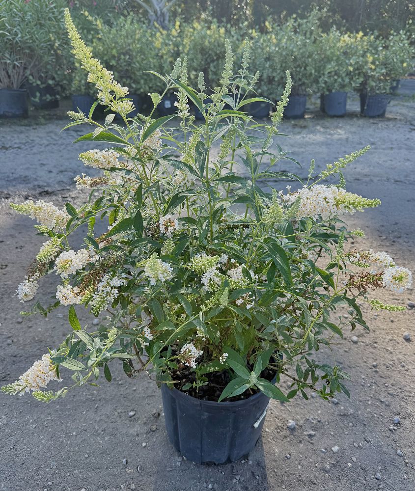 buddleia-butterfly-bush