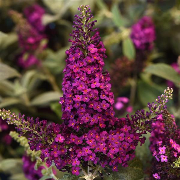buddleia-chrysalis-cranberry-butterfly-bush