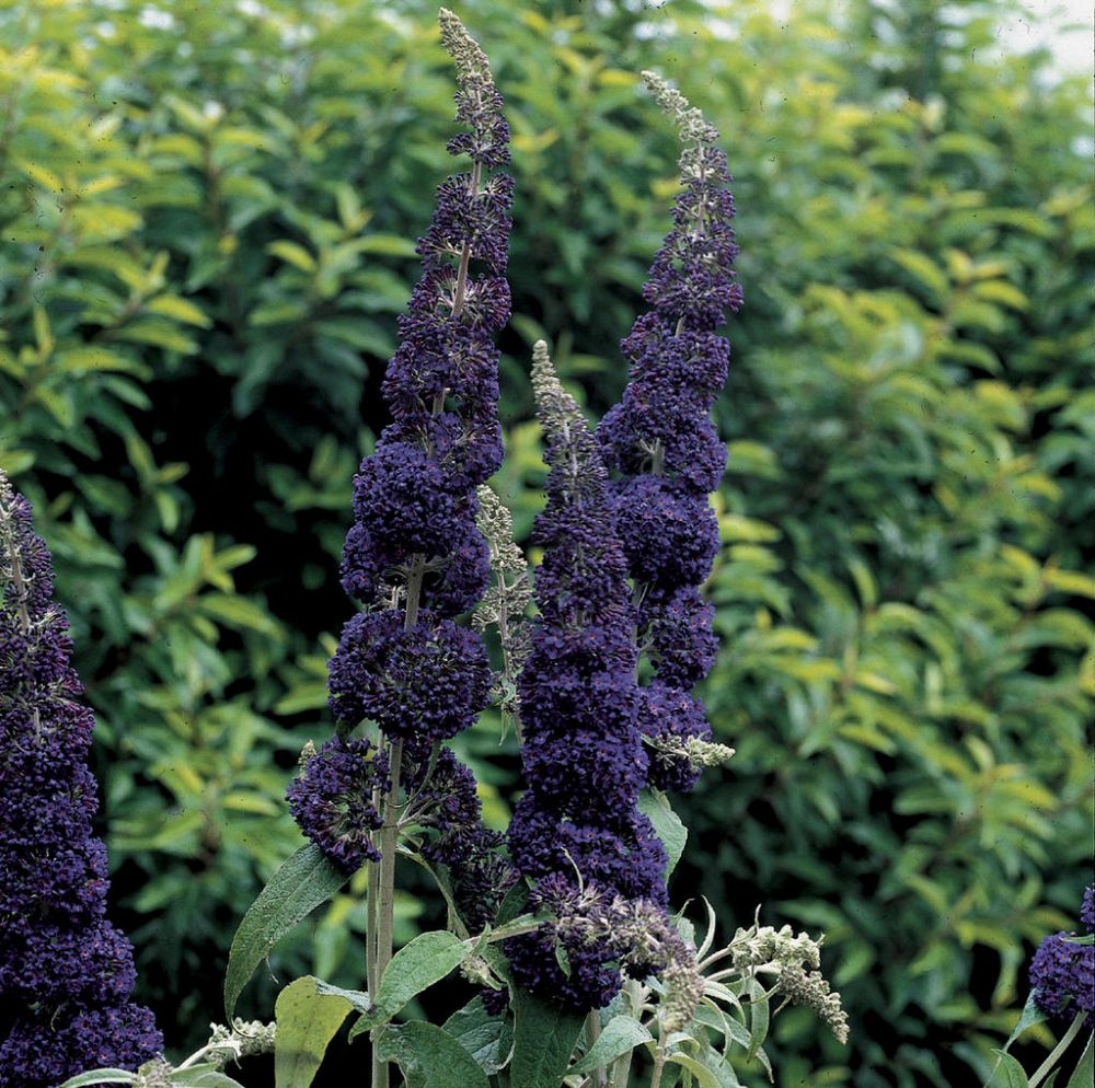 buddleia-davidii-adonis-blue-butterfly-bush