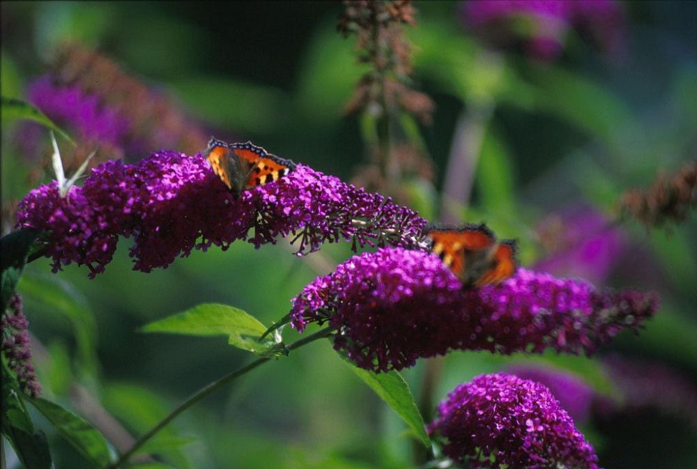 buddleia-davidii-black-knight-butterfly-bush