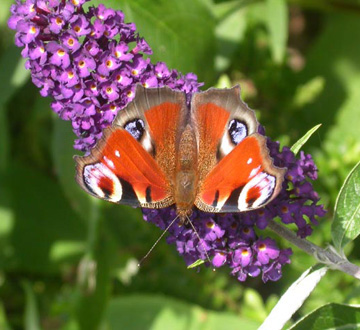 buddleia-davidii-black-knight-butterfly-bush