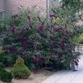 buddleia-davidii-black-knight-butterfly-bush