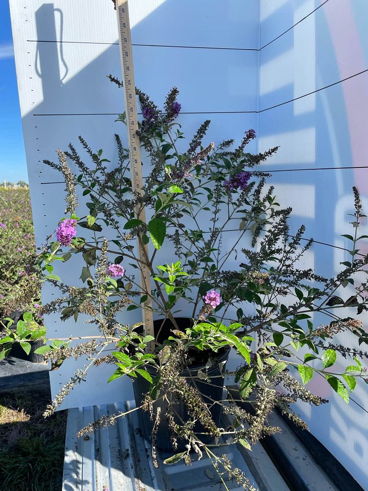 buddleia-davidii-black-knight-butterfly-bush