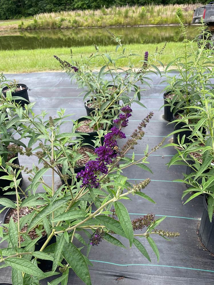 buddleia-davidii-black-knight-butterfly-bush