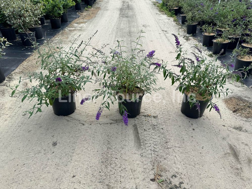 buddleia-davidii-black-knight-butterfly-bush