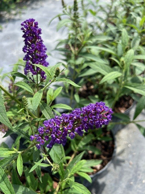 buddleia-davidii-black-knight-butterfly-bush