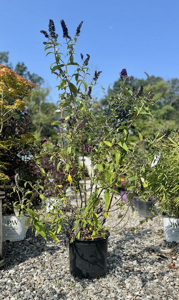 buddleia-davidii-black-knight-butterfly-bush