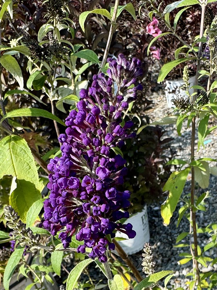 buddleia-davidii-black-knight-butterfly-bush