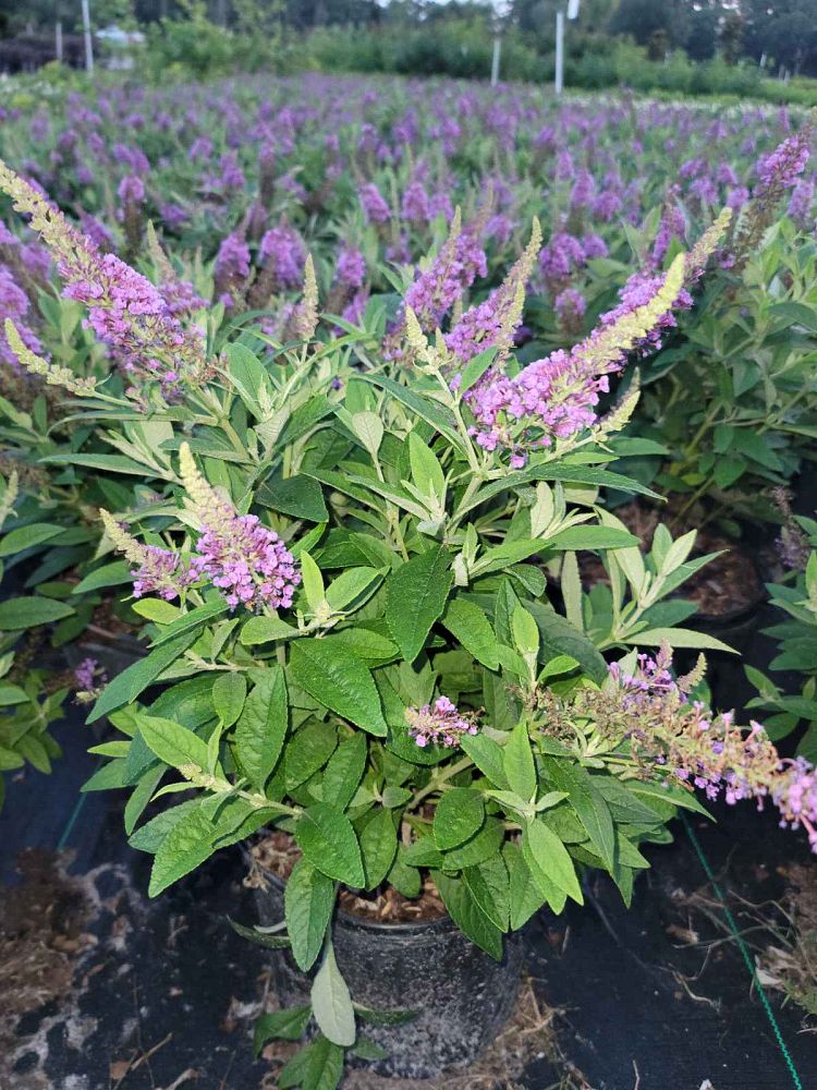 buddleia-davidii-buddaplav-dapper-trade-lavender-butterfly-bush