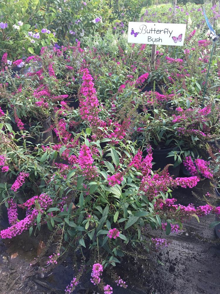 buddleia-davidii-buzz-hot-raspberry-butterfly-bush