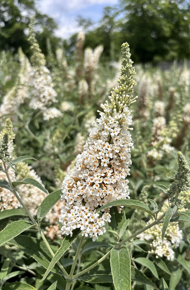 buddleia-davidii-buzz-ivory-butterfly-bush