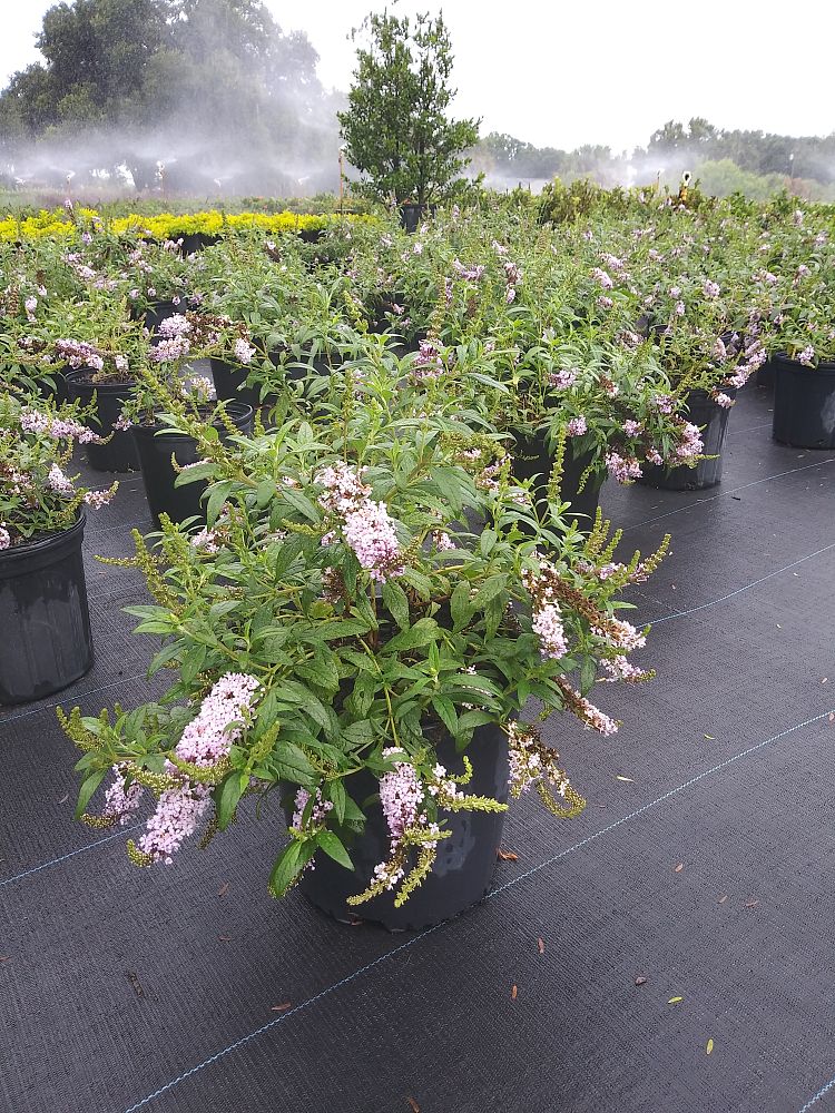 buddleia-davidii-buzz-lavender-butterfly-bush