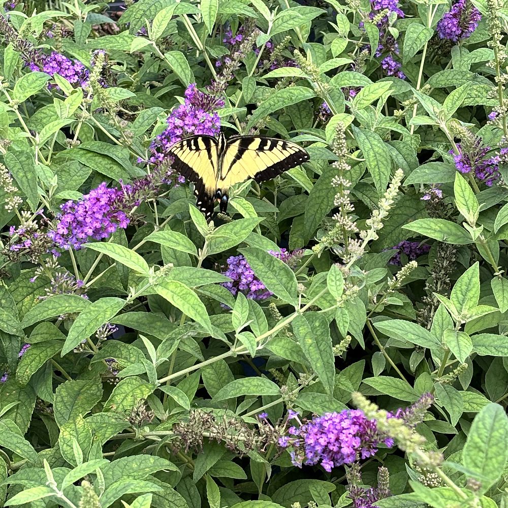 buddleia-davidii-buzz-purple-butterfly-bush
