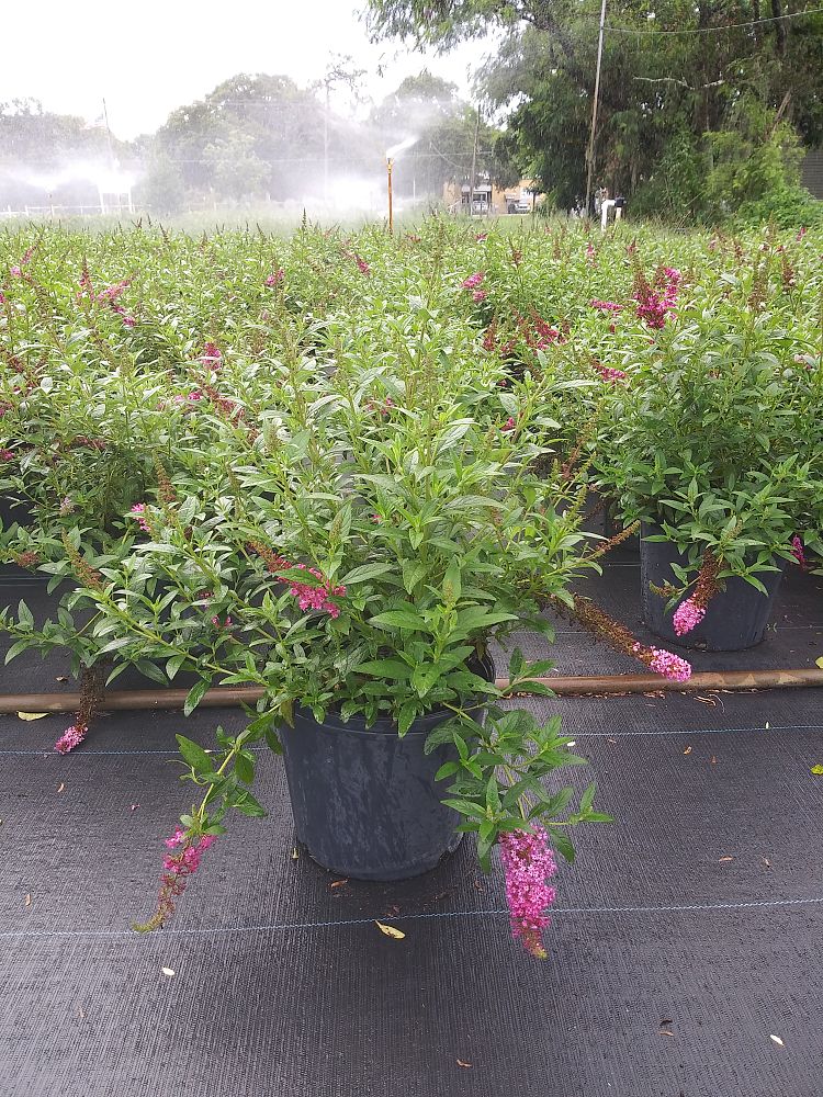 buddleia-davidii-buzz-velvet-butterfly-bush