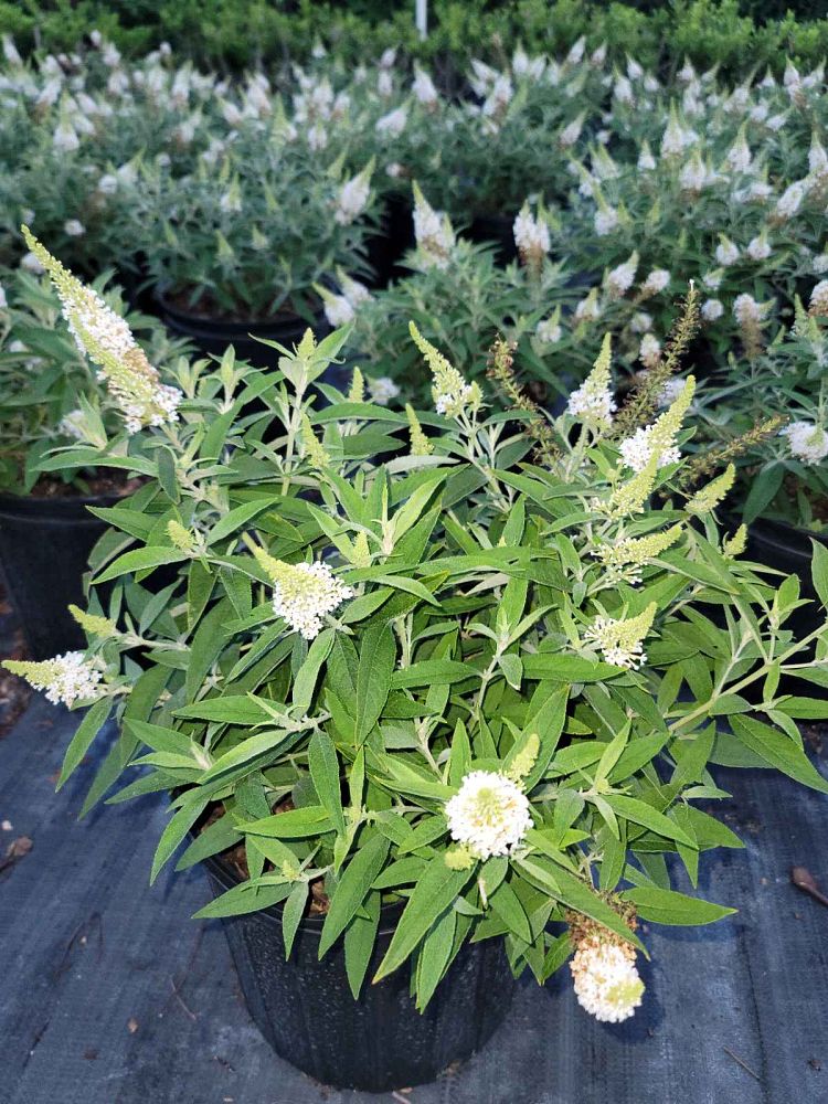 buddleia-davidii-dapconwhi-dapper-trade-white-butterfly-bush