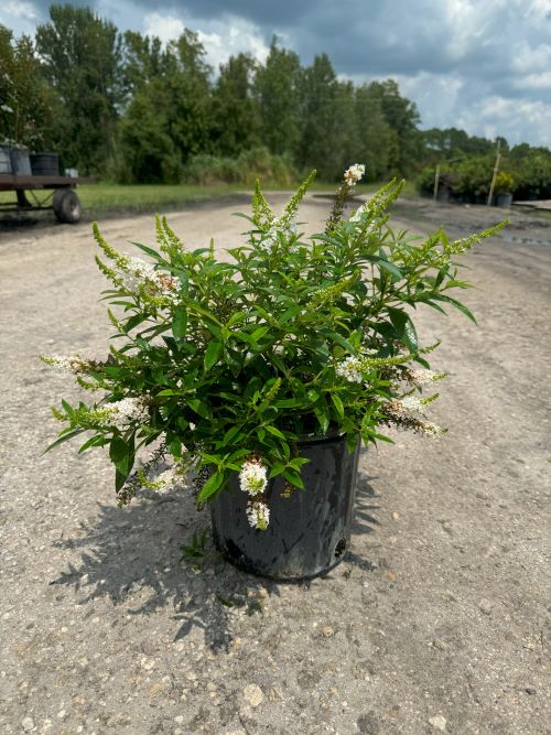 buddleia-davidii-dapconwhi-dapper-trade-white-butterfly-bush