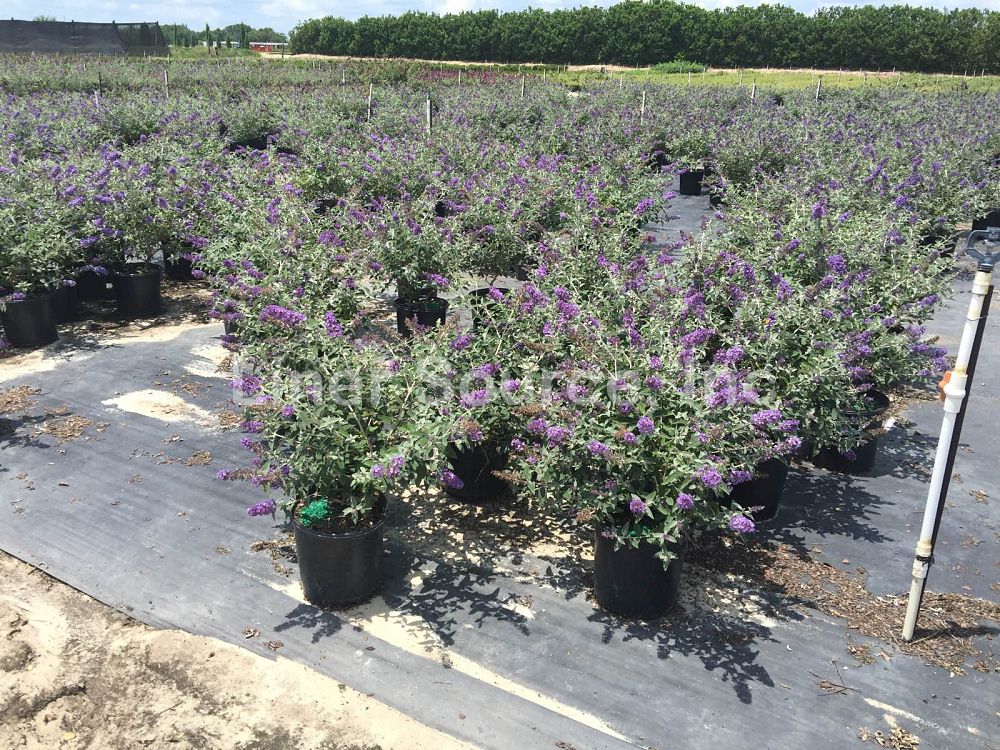 buddleia-davidii-flutterby-blue-heaven-butterfly-bush