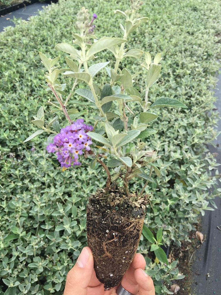 buddleia-davidii-flutterby-blue-heaven-butterfly-bush