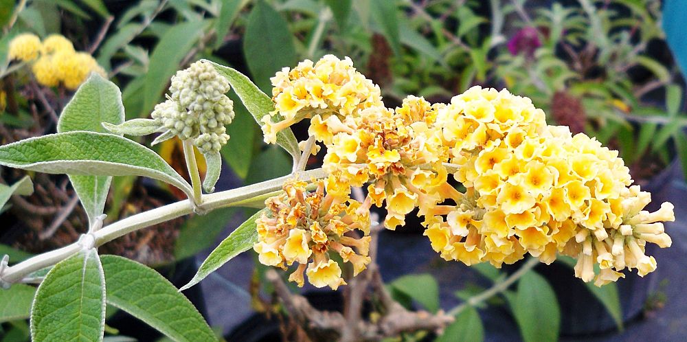 buddleia-davidii-honeycomb-butterfly-bush