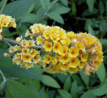 buddleia-davidii-honeycomb-butterfly-bush