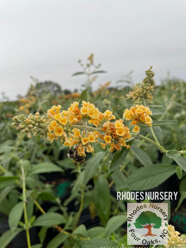 buddleia-davidii-honeycomb-butterfly-bush