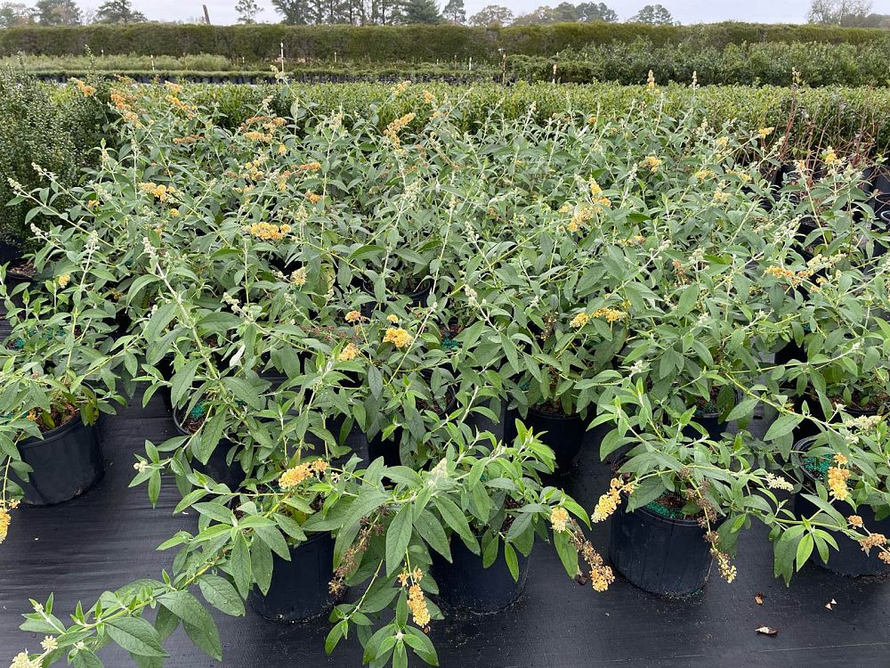 buddleia-davidii-honeycomb-butterfly-bush