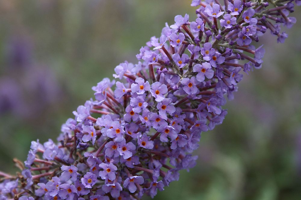 buddleia-davidii-lochinch-butterfly-bush