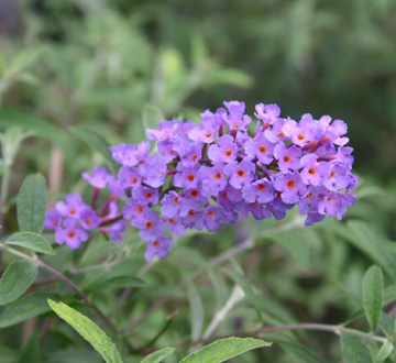 buddleia-davidii-nanho-blue-butterfly-bush-petite-indigo