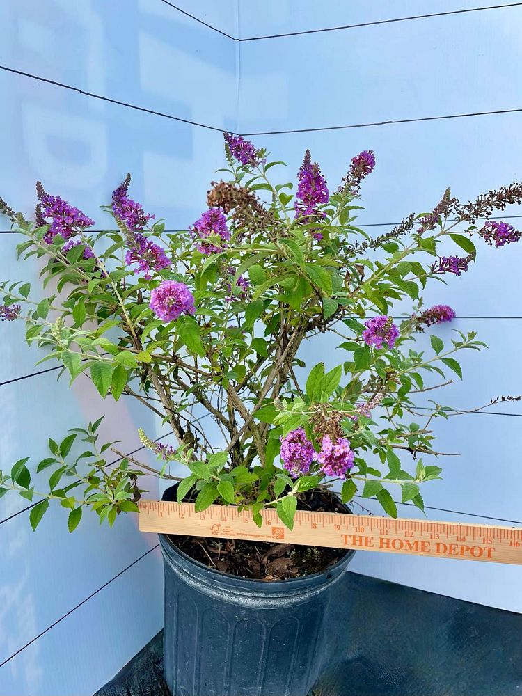 buddleia-davidii-nanho-blue-butterfly-bush-petite-indigo