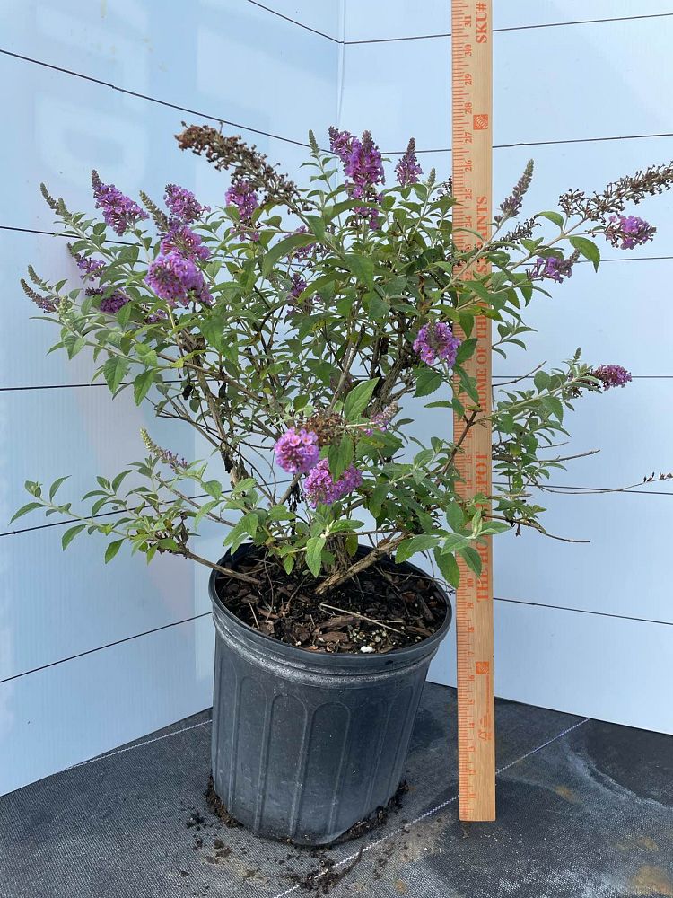 buddleia-davidii-nanho-blue-butterfly-bush-petite-indigo